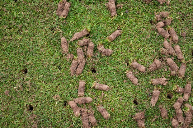 A patch of grass with removed soil plugs scattered across the surface and small holes visible in the ground.