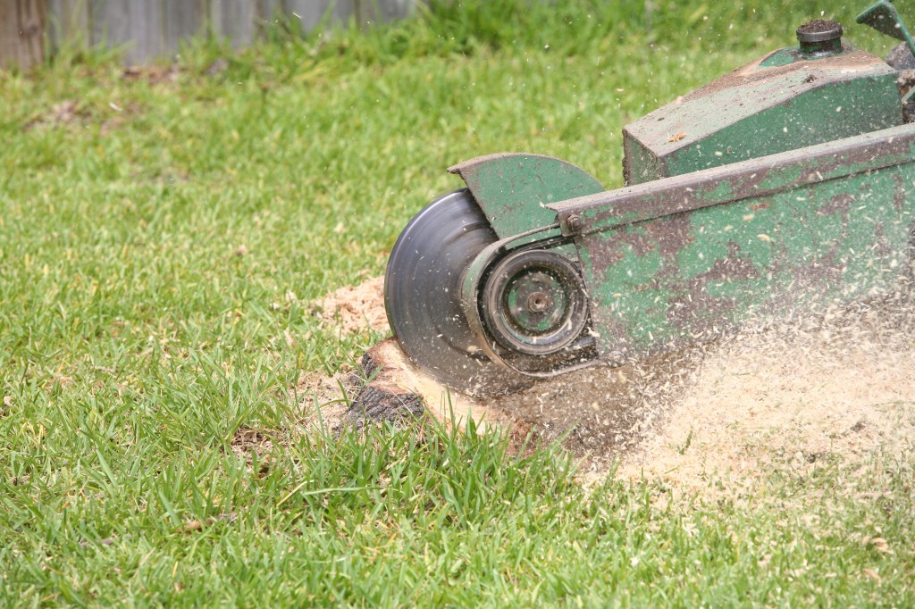 A close-up of a grinding machine cutting through grass, with flying wood chips and debris, on a green lawn.
