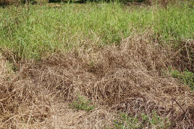 A patch of dry grass and weeds in varying shades of brown and green, with sunlit vegetation in the background.